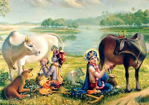 हिन्दू धर्म में क्यों पूज्यनीय है गाय 6