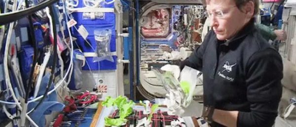 नासा ने किया अंतरिक्ष में बंद गोभी उगाने का दावा 5