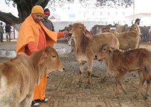 योगी राज: यूपी में बूचड़खानों के बाद गौ तस्करी पर लगा पूर्ण प्रतिबंध, गौ हत्यारों की अब नहीं खैर ! 3