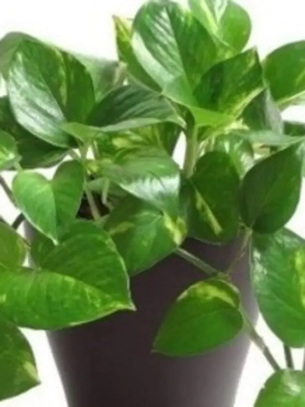 money plant