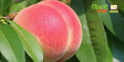 Peach fruit