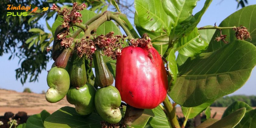 BENIFITS OF CASHEWNUTS