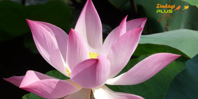 BENIFITS OF LOTUS SEED
