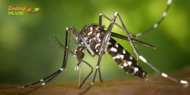 mosquito