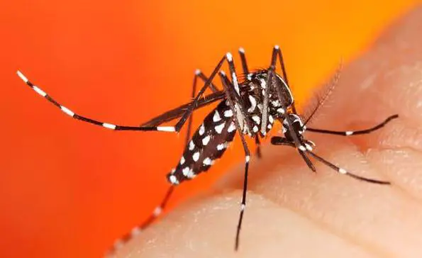 मच्छर के काटने से हो सकती है गंभीर बिमारी