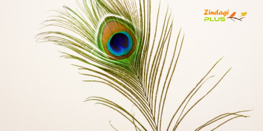 benefits of peacock feather