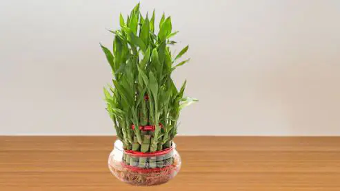 fengshui bamboo plant