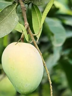 जानिए कच्चा आम झुलसती हुई गर्मी से कैसे दिलाएगा आराम!