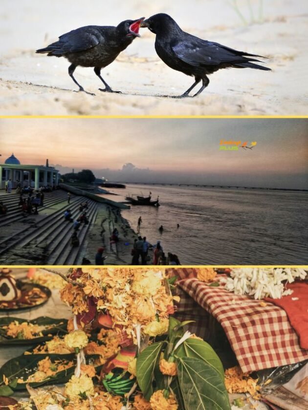 Pitru Paksha पितृ पक्ष Shraaddha paksha पितृ पक्ष 2023 प्रारंभ दिनांक और समय पितृ पक्ष कब से शुरू है 2023 पितृ पक्ष 2023 प्रारंभ तिथि श्राद्ध पक्ष 2023 shradh paksh 2023 shraddh paksh kab se shuru ho raha hai श्राद्ध पक्ष कब से शुरू है