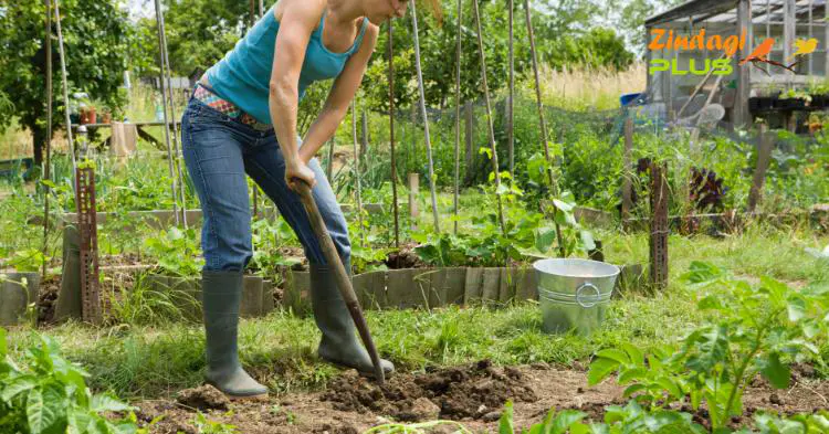घरेलू बागवानी के टिप्स, घरेलू गार्डनिंग के टिप्स, Home Gardening Tips in Hindi