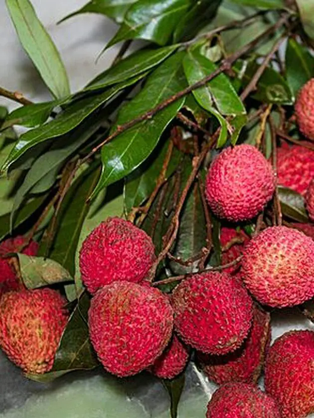 litchi